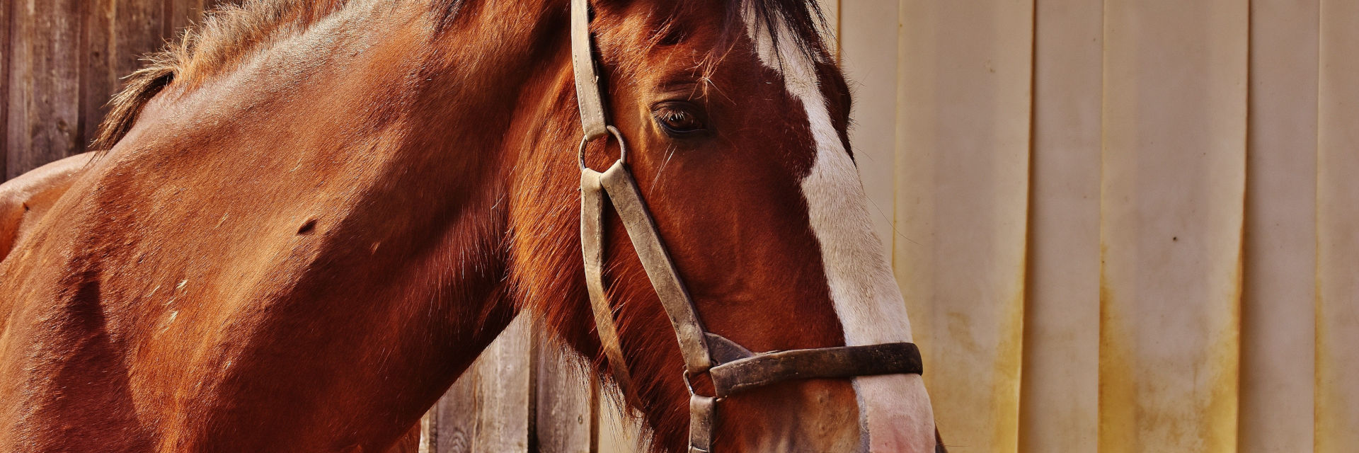 Rutas a caballo