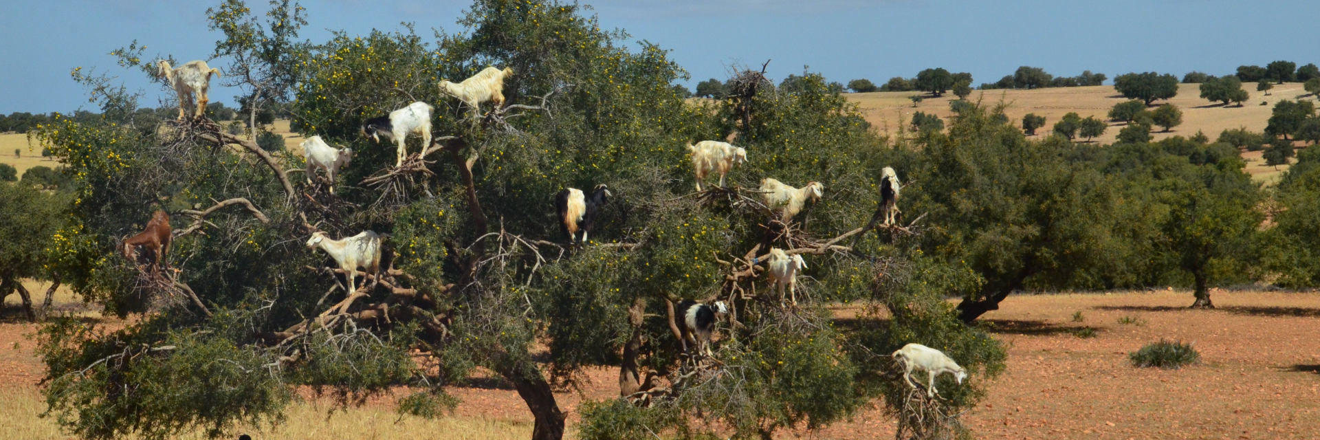 Excursión a Essaouira